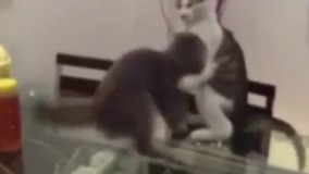 ضربه فنی کرد حریفشا این گربه 