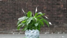 گلدانی که همراه گلش می بالد