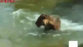ببر در حسرت خوردن اردک ناکام ماند