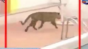 حادثه عجیب حمله وحشیانه پلنگ عصبانی به مردم در هندوستان