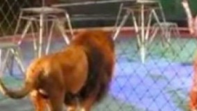 در سیرک نمایش شیر به خوبی پیش میرفت تا اینکه یکی از شیرها یاغی میشود...