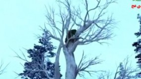 شکار ببر (بهترین صحنه ممکن از شکار یک ببر)