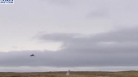 جدال دیدنی جغد در مقابل گرگ ها