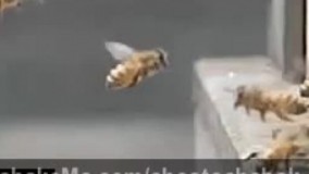 تصادف دو تا زنبور!! 