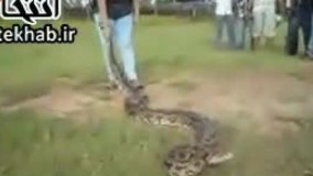 فیلم / دختر هندی مار غول پیکر را اسیر کرد!