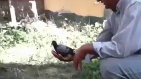 شیرجه گربه گرسنه