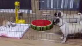 آخه سگ هم اینقدر ترسو!!!