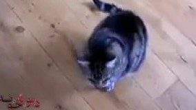 عالى صداگذارى كردن