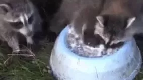 نفس گيريت تو حلقم