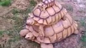 یک عدد مرد زندگی