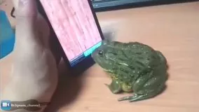 هیچوقت یه قورباغه رو سرکار نزارید
