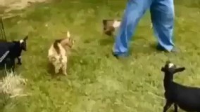 وقتی به یکی زیاد رو میدی