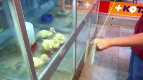 این خنگارو :))))) میخوان بگیرنش :)