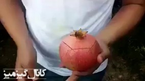 پاییزه و فصل خوردن انار هميشه فكر ميكردم بايد با انار كشتى بگيرى تا پوستشو جدا كرد، یه روش جالب بر