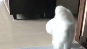 وقتی دخترا سوسک میبینن