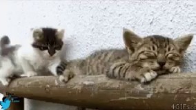 وقتی هرکاری میکنی‌که نخوابه