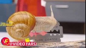 حلزون ها قادرند، روی لبه تیغ تیز بخزند بدون اینکه کوچکترین آسیبی ببینند.