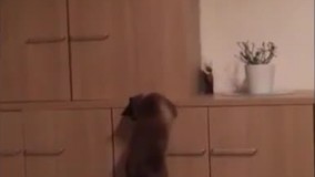 حرکات بامزه حیوانات