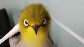 اینقدر حال کرد که از هوش رفت