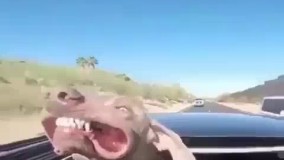 لعنتی چه لذتی ام میبره