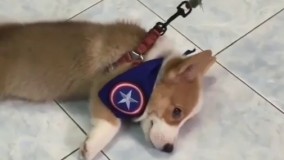 اندر احوالات صبح شنبه