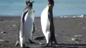 بچه کدوم اقیانوسی ؟ :)))