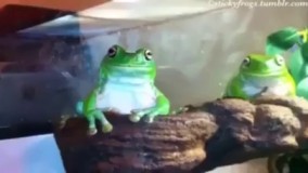 نكن ، د ميگم نكن