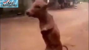 فیلم/ گوساله‌ای که بر روی دو پا راه می‌رود!