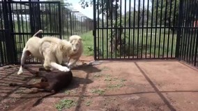 خوردن گاو توسط دو شیر نر سفید...