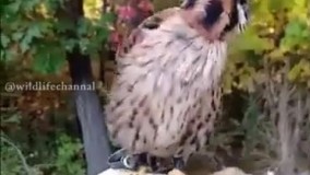 مهارت دلیجه در ثابت نگه داشتن سرش با وجود چرخیدن بدنش