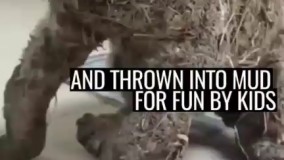 سگی که توسط بچه‌ها محض خنده و سرگرمی توی چسب و بعد گل و لای انداخته شده بود 