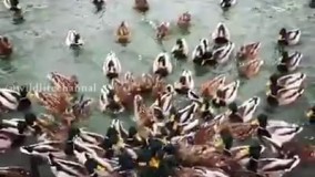 اسلوموشن بسیار دیدنی از لحظات جمع شدن مرغابی ها 