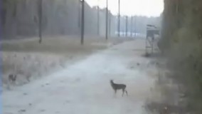 شکارچی چپول یا گوزن خوش شناس