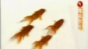 ماهی های باهوش !