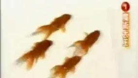 ماهی های باهوش !