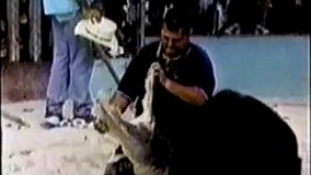 سر در گریبان سوسمار