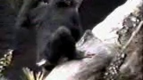 میمون بی ادب