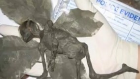 تصاویری از کوتوله های بال دار !!!