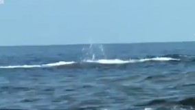 روشي عجيب و جالب از صيد وال در اقيانوس به روش سنتي ....