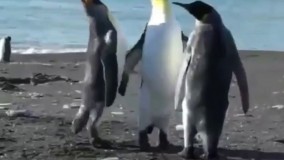 دابسمش کل کل پنگونها ، بچه کدوم اقیانوسی