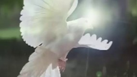 فریاد سکوت...سروده استاد مرتضی کیوان هاشمی، دکلمه پیام بخشعلی