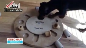 فیلم/ سگی که عاشق حل معما است!