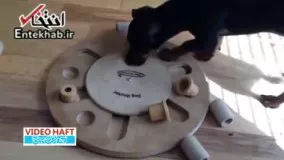فیلم/ سگی که عاشق حل معما است!