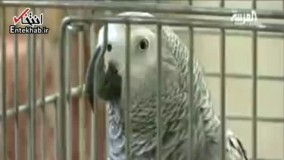 فیلم/ طوطی که سوره های قرآن را میخواند!