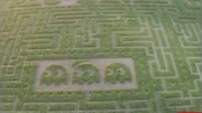 فیلم/ وقتی یک مزرعه دار عاشق بازی پک من باشد؛ تبدیل 70 هکتار زمین ذرت به هزار توی پک من!