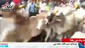 فیلم/ لگدمال شدن زیر گله گاو؛ سنت عجیب هندی‌ها