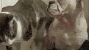 برو پی کارت