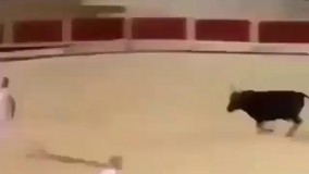 گاو اینقدر پیگیر ندیده بودیم