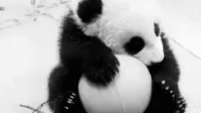 وقتی پاندایی و تنها