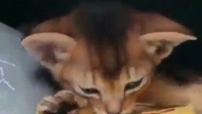 شب بخیر میکه